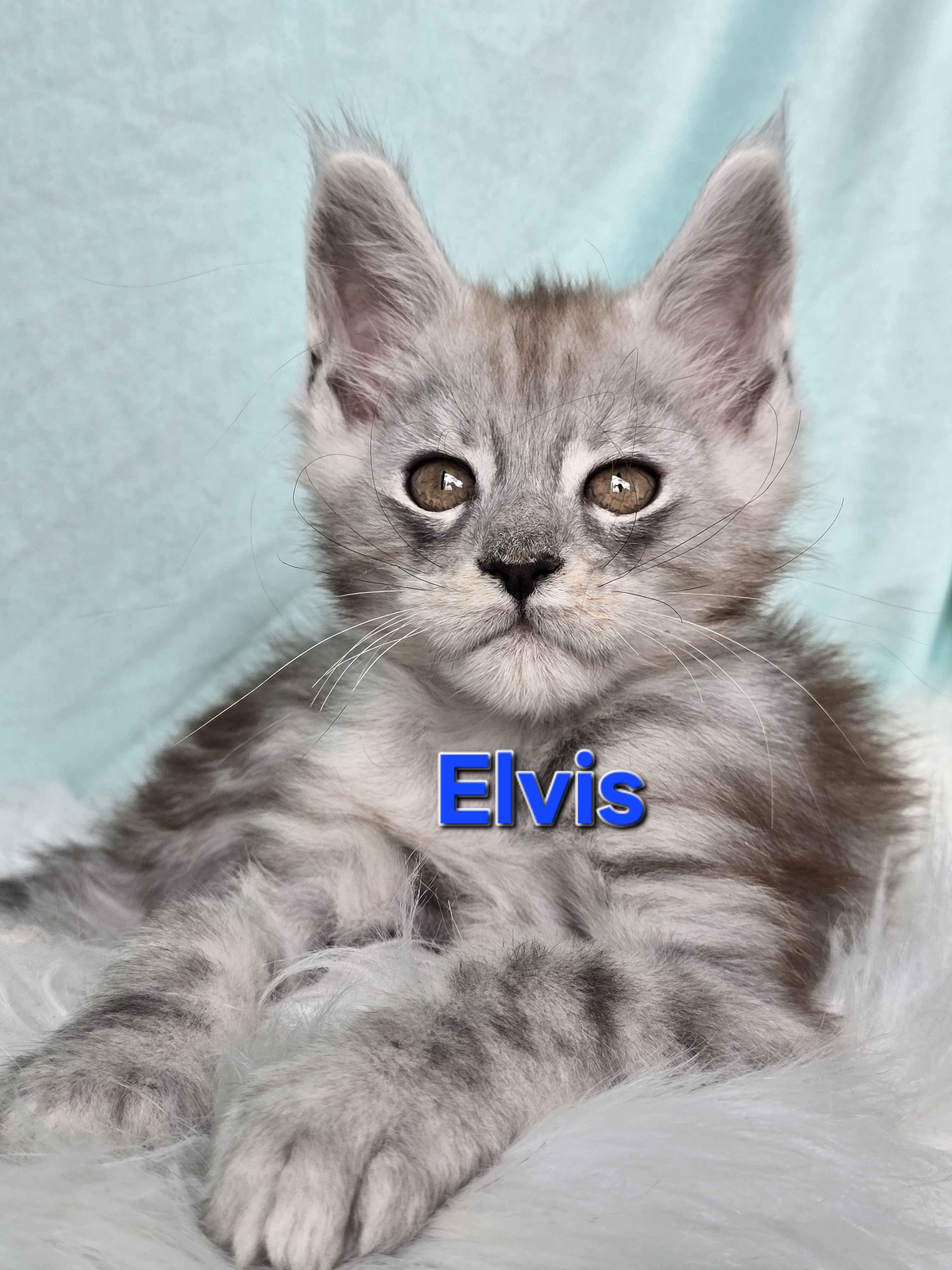 Elvis of Beauty Tiara Team — Maine Coon, Beauty Tiara Team